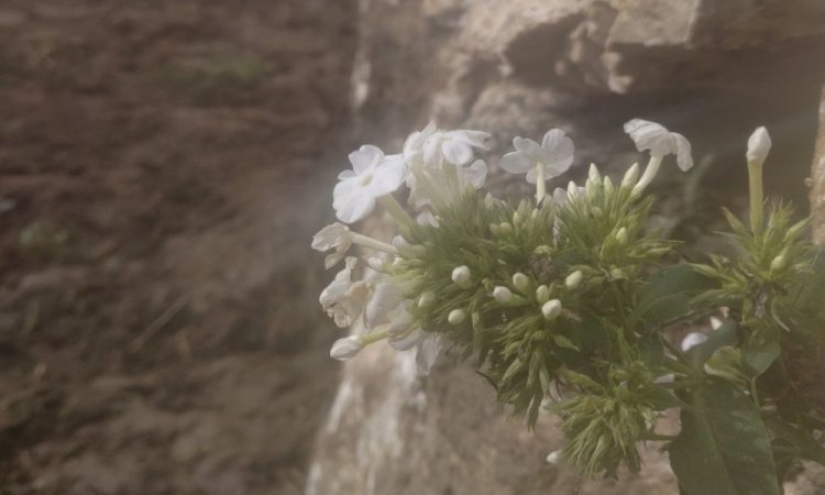 Chantier peut rimer avec beauté 😉, fleur prise pendant les travaux d'enrochement sur le Plateau des Petites Roches 38660